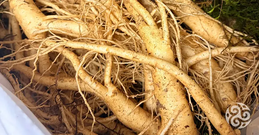 Objevte nejlepší ženšen – který je ten vhodný právě pro vás?